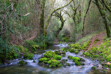 River in the forest of Beselga, Portugal. Forest with moss covered rocks and trees with river stream