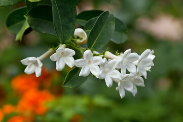 Madagascar Jasmine (Stephanotis floribunda) in greenhouse