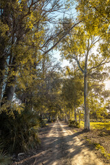 Fototapeta premium field photography with goats