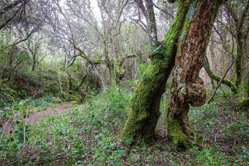 Moss covered trees and rocks in the enchanted forest of Beselgas, Portugal. 