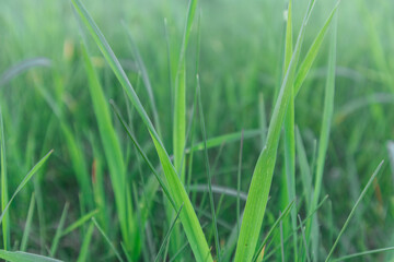 Closeup of fresh green grass in the foggy morning