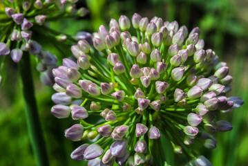 Organic vegetables. Fresh vegetable. making a salad. Raw Fresh Organic Green Vegetables