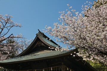 Ueno cherry blossom
