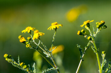 Żółte kwiaty polne © LukaszB
