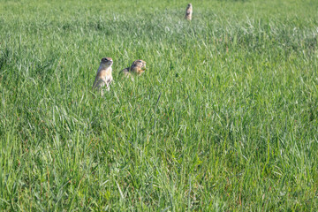 Obraz na płótnie Canvas Family of gophers in the grass in the wild