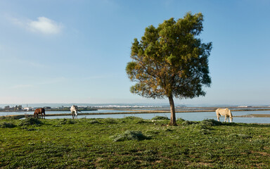 Horses grazing near tree in wetland. Marshes of Barbate in Cadiz coast, Andalusia, Spain