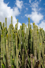 Euphorbia canariensis or Canary Island spurge and Hercules club cactus, endemic of Canary Islands. Blue sky and white clouds in the background. 