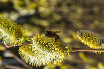 Blooming fluffy willow branches in spring close-up on nature. Vintage muted tones. butterfly sits on yellow willow buds in the light of the bright sun