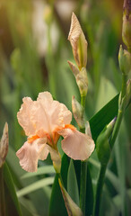 Delicate spring flower of iris in the rays of the evening sun