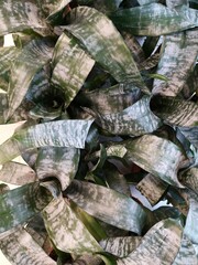 Beautiful aechmea leaves. Flowers indoors. Background