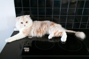 Cute furry cat relax in its house