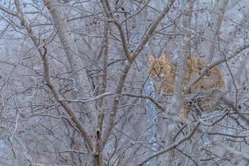 Obraz premium The illusive jungle cat