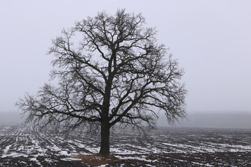 Winter landscape with tree in foggy cloudy weather