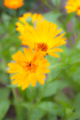 Beautiful orange calendula officinalis on stem. Spring background with beautiful yellow flowers. natural summer background, blurred image, selective focus