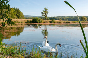 white swans group on the lake swim well under the bright sun