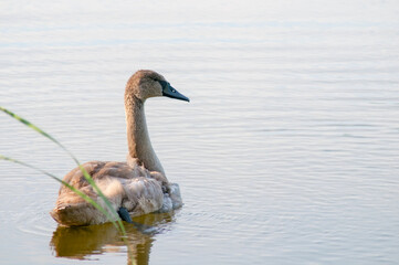 young light brown swans on a pond on a sunny day