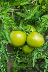 Closeup group of young green tomatoes growing in greenhouse. Green tomatoes plantation. Organic farming. Agriculture concept. Unripe tomatoes fruit on green stems