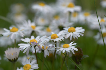 Summer meadow with small white daisies