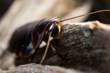 One kind of cockroaches is blattodea. It is kind of insects that contains cockroaches and termites.