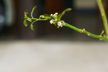 The flower buds of the kaffir lime tree