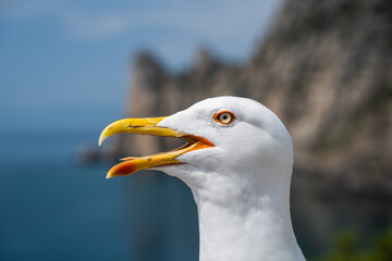 Gull open mouth screaming. Head shot close up gull