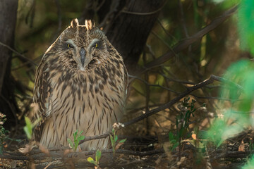 owl