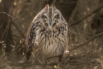 Short Eared Owl