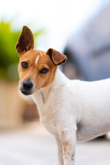 Typical example of jack russel, it is a female.
Attentive and curious look