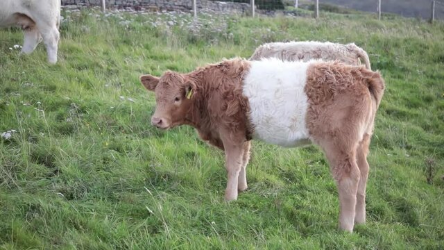 Brown and white Irish calf grazing