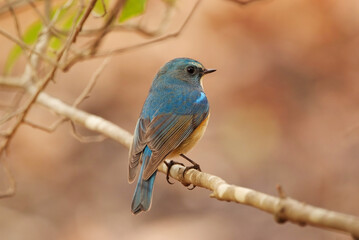 青い鳥みつけた