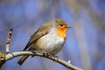 Kleines Rotkehlchen sonnt sich auf einem Ast im Winter. Singvögel  in Europa.