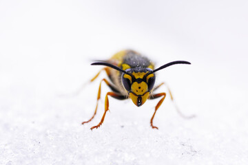 Wespe im Schnee. Makroaufnahme eines Insekts im Winter.