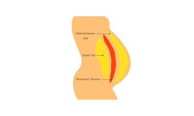 Fat body diagram. human belly and abdomen fat layer vector. Location of Visceral fat stored. human obesity side view