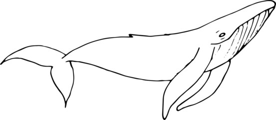 Fototapeta premium Illustration of a whale, shark, dolphin 