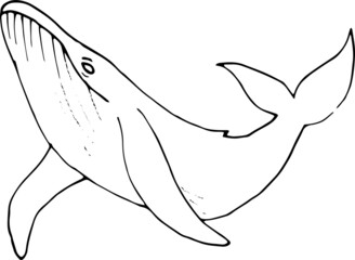 Illustration of a whale, shark, dolphin 