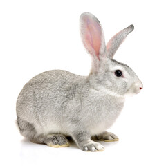grey rabbit on a white background