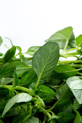 Green basil leaves and bunch of basil