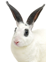 white rabbit isolated on white
