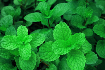 Close up of green mint plant growing in the vegetable garden.
