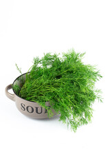 Fresh green fennel on white background