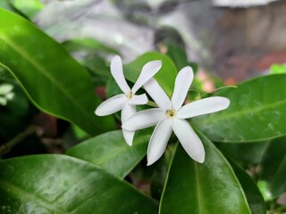 Fototapeta premium lily of the valley