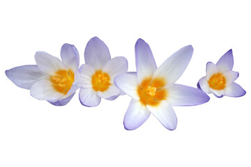 Beautiful spring flowers crocus close up