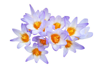 Obraz premium Beautiful spring flowers crocus close up