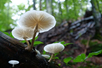 White mushrooms growing on a dead tree