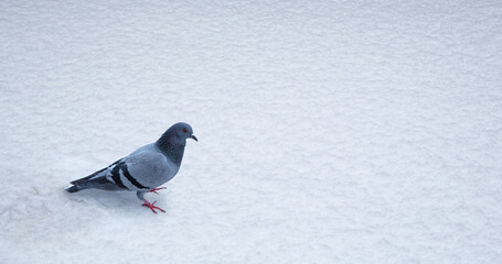 front view of bird standing on snow texture on a snowy day