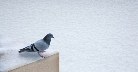 front view of bird standing on snow texture on a snowy day