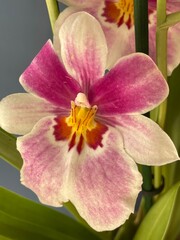 pink orchid flower