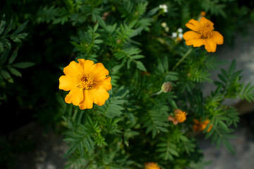 yellow flowers in the garden