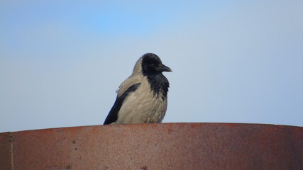 crow on a fence