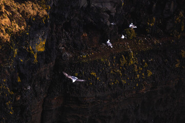 Dyrhólaey Promontory, Iceland, North Atlantic Ocean